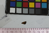 Ancyloxypha numitor image