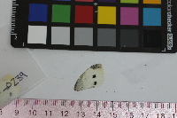 Pieris rapae image