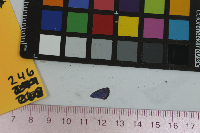 Everes comyntas image