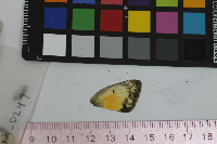 Colias eurytheme image