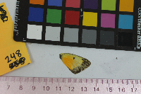 Colias eurytheme image