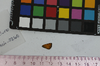 Thymelicus lineola image