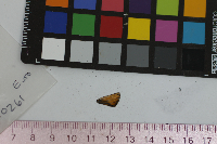 Thymelicus lineola image