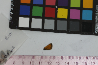 Thymelicus lineola image