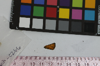 Thymelicus lineola image