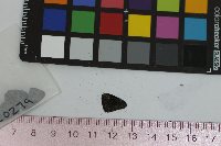 Satyrium calanus image