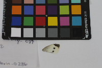 Pieris rapae image