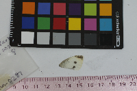 Pieris rapae image