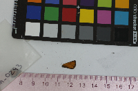 Thymelicus lineola image