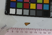 Thymelicus lineola image