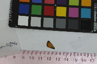 Thymelicus lineola image