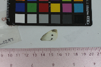 Pieris rapae image