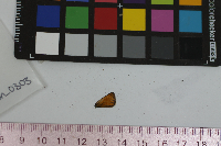 Thymelicus lineola image