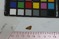 Thymelicus lineola image