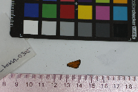 Thymelicus lineola image