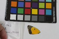 Colias eurytheme image