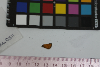 Thymelicus lineola image