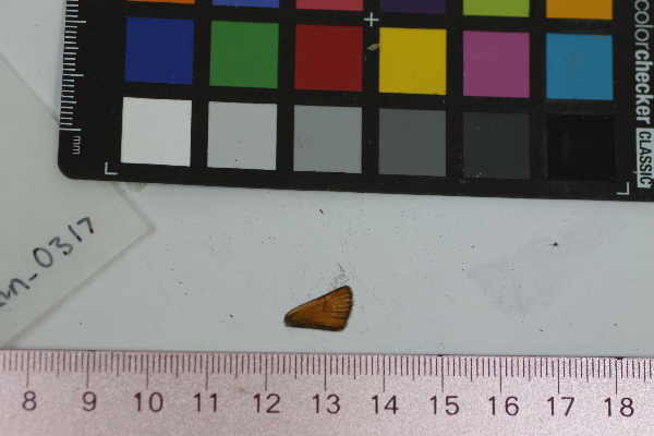 Thymelicus lineola image