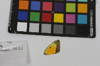 Colias eurytheme image
