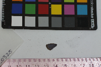 Everes comyntas image