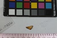 Media resource of Anatrytone logan