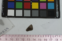 Satyrium calanus image