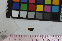 Ancyloxypha numitor image