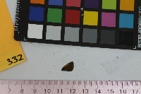 Ancyloxypha numitor image