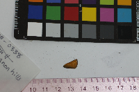 Thymelicus lineola image