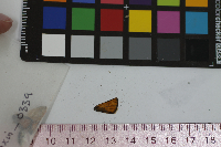 Thymelicus lineola image