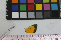 Colias eurytheme image