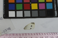 Pieris rapae image