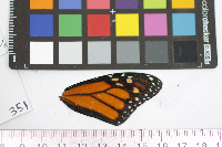 Danaus plexippus image