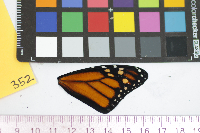 Danaus plexippus image