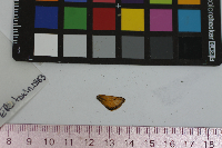 Anatrytone logan image