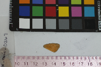 Coenonympha tullia image