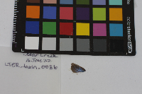 Glaucopsyche lygdamus image