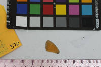 Coenonympha tullia image