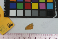 Coenonympha tullia image