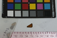 Thymelicus lineola image