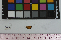 Thymelicus lineola image