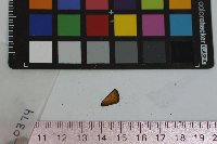 Thymelicus lineola image