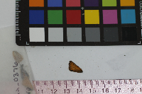 Thymelicus lineola image