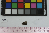 Satyrium calanus image