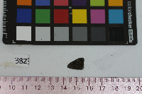 Satyrium calanus image