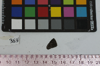 Satyrium calanus image