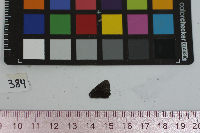 Satyrium calanus image