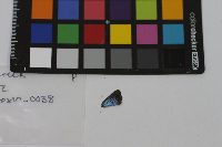 Glaucopsyche lygdamus image