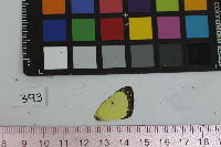 Colias philodice image