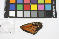Danaus plexippus image